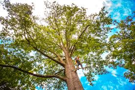 Best Hazardous Tree Removal  in North Babylon, NY
