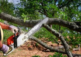 Best Fruit Tree Pruning  in North Babylon, NY