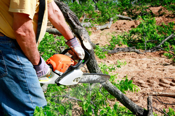 Best Lawn Renovation and Restoration  in North Babylon, NY